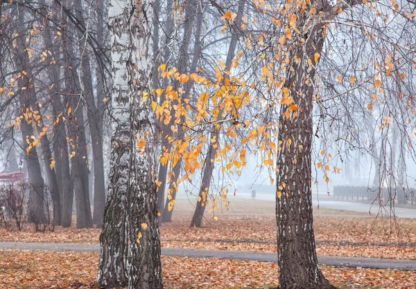 Late Autumn City Fog Rare Leaves Trees — Stock Photo, Image