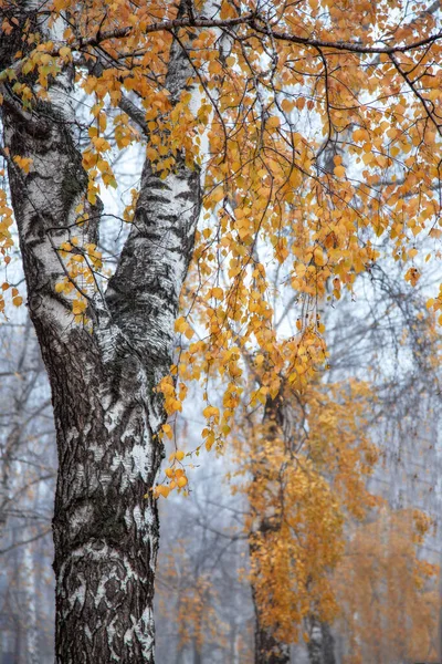 Sonbaharın Sonlarında Şehirde Sis Ağaçlardaki Nadir Yapraklar — Stok fotoğraf
