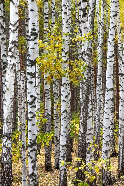 Abedules Tronco Blanco Bosque Otoño Día Soleado —  Fotos de Stock