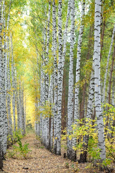 Abedules Tronco Blanco Bosque Otoño Día Soleado —  Fotos de Stock