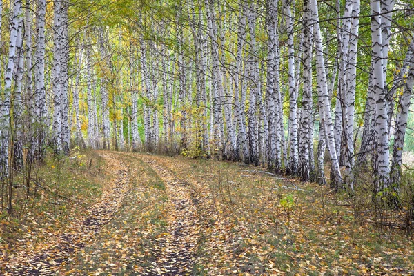 秋天的森林里 一条被白树干白桦树环绕的小径 — 图库照片