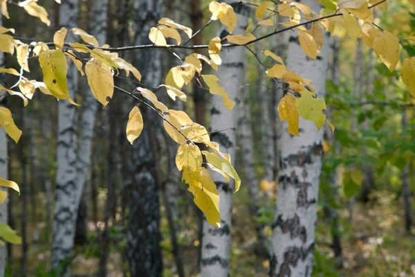 Weißstämmige Birken Herbstwald Einem Sonnigen Tag — Stockfoto