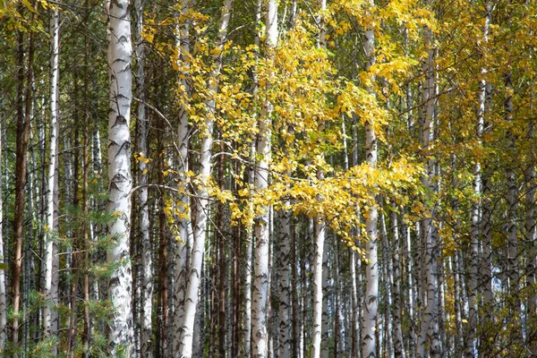 Vidoeiros Tronco Branco Com Folhagem Amarela Floresta Outono — Fotografia de Stock