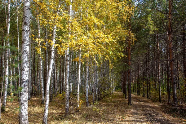 Egy Ösvény Egy Őszi Erdőben Fehér Törzsű Nyírfákkal Tűlevelű Fákkal — Stock Fotó