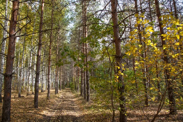 Stig Höstskog Omgiven Björkar Och Barrträd — Stockfoto