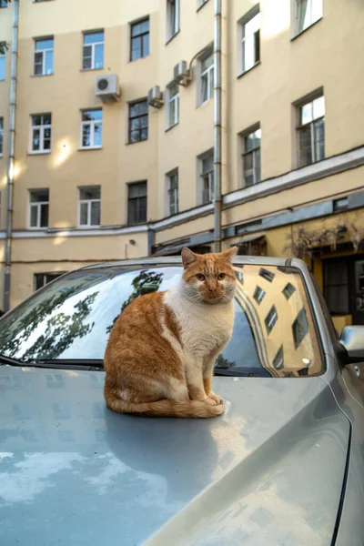 Kucing Jahe Sedang Duduk Kap Mobil Kaca Mencerminkan Rumah Dan — Stok Foto