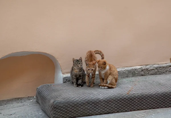 Drie Verdwaalde Kittens Tuin Een Oud Matras — Stockfoto