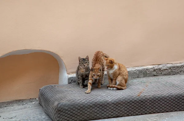 Tres Gatitos Callejeros Patio Colchón Viejo — Foto de Stock