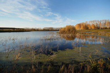                   Altın sonbahar boyunca nehrin kıyısındaki Birch korusu. Suya düşen yapraklar.             