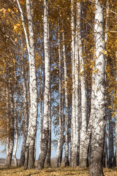 Gyllene Höst Björklund Vita Trunkar Gula Blad — Stockfoto