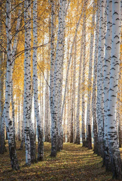 Gyllene Höst Björklund Vita Trunkar Gula Blad — Stockfoto