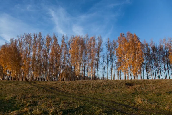 Vägen Som Leder Till Björkdungen Gyllene Höst Kvällsljus — Stockfoto