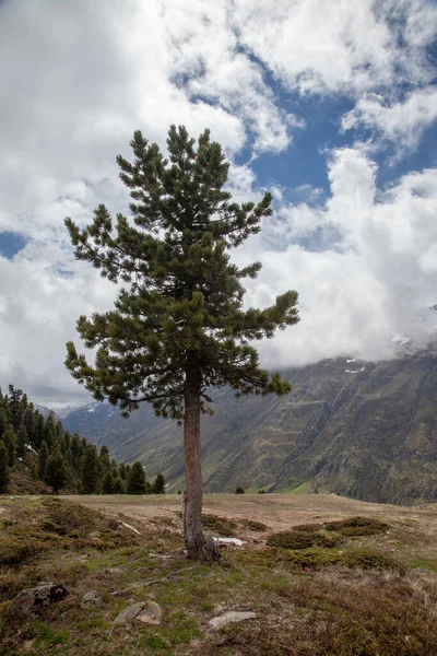 Forêt Conifères Sur Fond Montagnes Enveloppées Nuages Épais — Photo