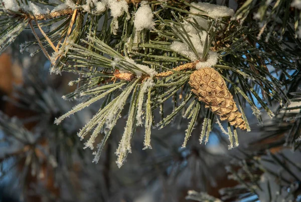 Close Pine Branch Cones Covered Frost — Stock Photo, Image