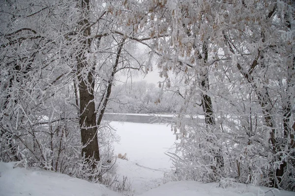 Arbres Dans Forêt Hiver Couverts Givre — Photo