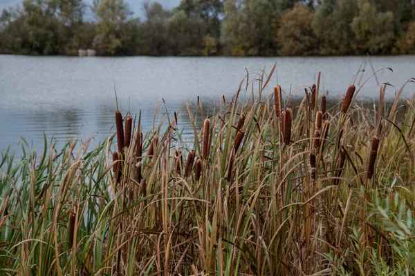 Día Otoño Lago Cuyas Orillas Están Cubiertas Hierba Amarilla Juncos — Foto de Stock