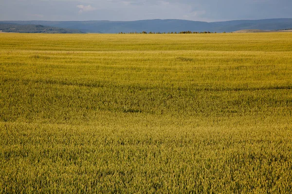 Immagine Sfondo Lussureggiante Campo Erboso Lontananza Nella Foschia Contorni Delle — Foto Stock