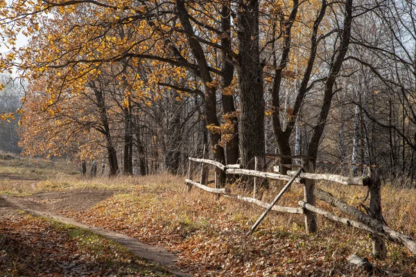 秋天的森林里 一条盘绕着黄叶的小径 黄昏的阳光照亮了稀疏的树叶 小径一侧的旧树篱 — 图库照片