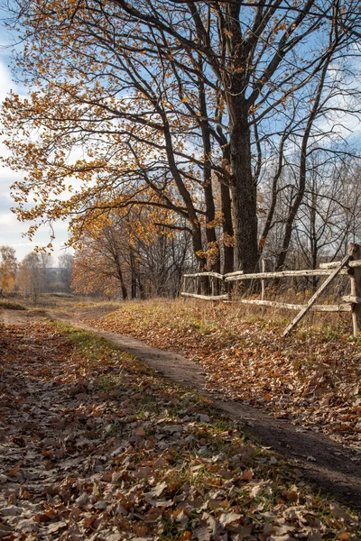 Обернена Стежка Покрита Жовтим Листям Осінньому Лісі Вечірнє Сонце Освітлює — стокове фото