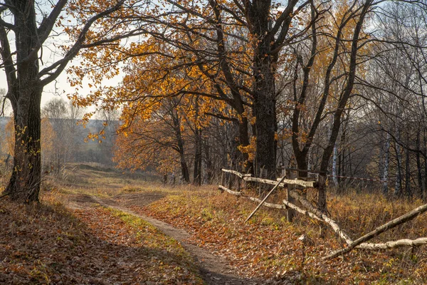 Slingrande Stig Täckt Gula Löv Höstskogen Kvällssolen Belyser Trädens Glesa — Stockfoto