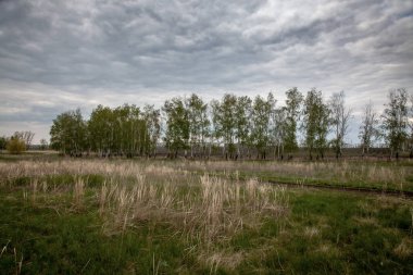 Yaz günü. Geçen yıl yeşil bir çayırda bir sürü kuru ot vardı. Ender ağaçların ve bulutlu gökyüzünün arka planında