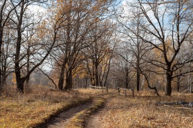 Ağaçlarla çevrili, düşen yapraklarla dolu dolambaçlı bir patika. Güneş ışınları ağaçlardaki seyrek yaprakları aydınlatır.