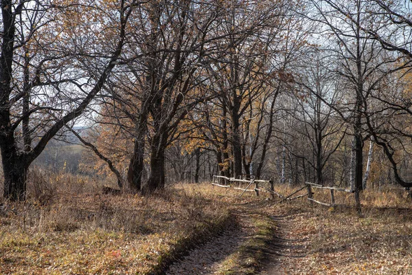 Caminho Sinuoso Repleto Folhas Caídas Rodeado Árvores Raios Sol Iluminam — Fotografia de Stock