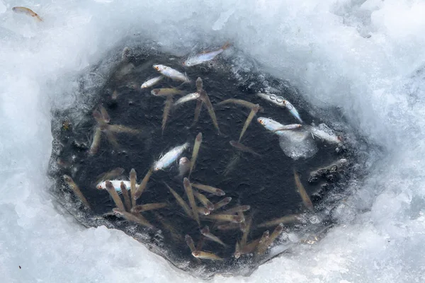 Fish in a frozen ice hole, killed by a lack of oxygen.