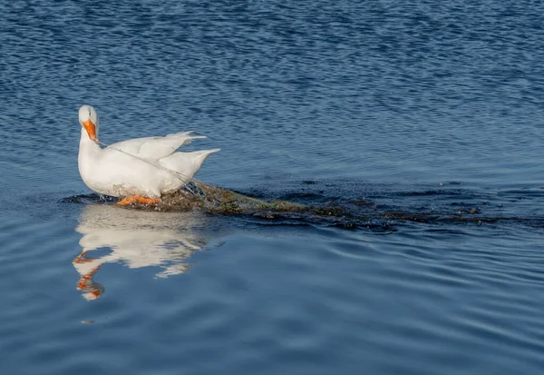 Goose Has Swallowed Net Thrown Fishermen Trying Free Himself — Stock Photo, Image