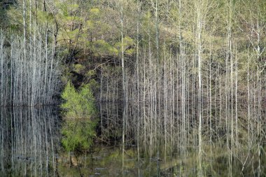 Su deposunun suyuna beyaz ağaç gövdelerinin yansıması. İlkbahar seli sırasında tek bir çalılık vardı..