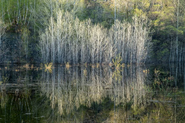 Reflexão Troncos Árvores Brancas Água Reservatório Arbustos Únicos Estavam Água — Fotografia de Stock