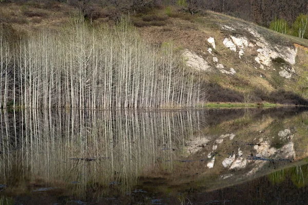 Reflexão Troncos Árvores Brancas Água Reservatório Arbustos Únicos Estavam Água — Fotografia de Stock