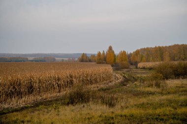 Sonbahar manzarasının arka planında mısır tarlası.