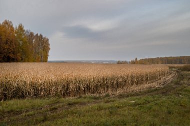 Bir mısır tarlası, ağaçlar ve köy yolu olan sonbahar manzarası.