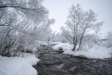 Soğuk bir kış gününde, donmamış bir nehrin kıyısında büyüyen ağaçlar buzla kaplıdır. Sudaki taşlar karla kaplı..