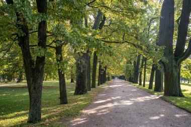 Parkın sonbahar aralıkları Ağaç dallarının birbirine dokuması. Parlak güneş ışığı.
