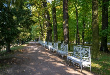 Parkın sonbahar aralıkları Ağaç dallarının birbirine dokuması. Parlak güneş ışığı. Beyaz banklar.