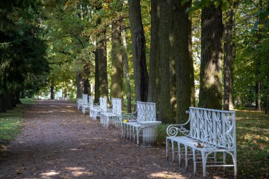 Parkın sonbahar aralıkları Ağaç dallarının birbirine dokuması. Parlak güneş ışığı. Beyaz banklar.