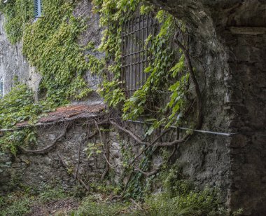 Eski İtalyan sokaklarının dekorasyonu. Taş duvar tırmanma bitkileriyle doludur..