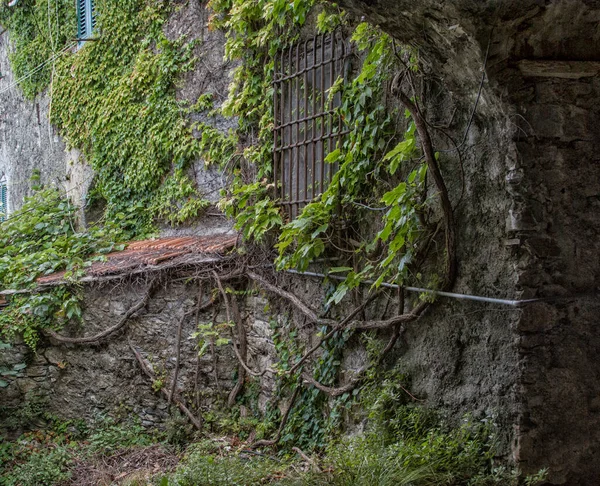 Eski İtalyan sokaklarının dekorasyonu. Taş duvar tırmanma bitkileriyle doludur..