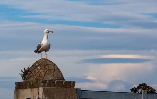 Seagull Sits Stone Fence Background Sky — Stock Photo, Image