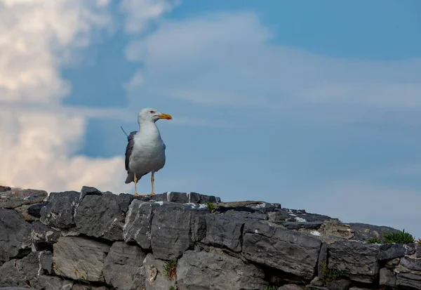 Seagull Sits Stone Fence Sky Free Space Text — Stock Photo, Image