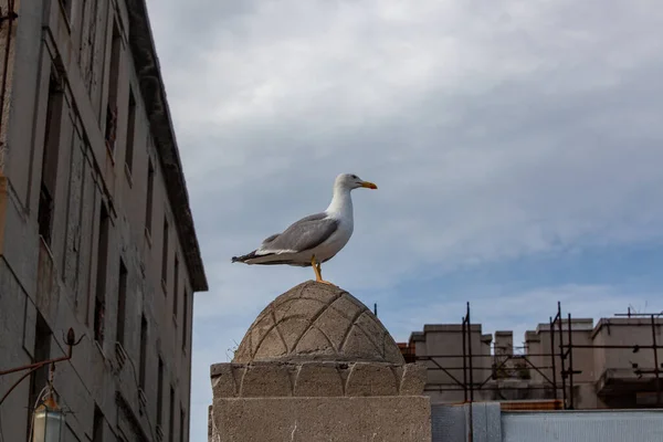 Seagull Sits Stone Fence Sky Free Space Text — Stock Photo, Image