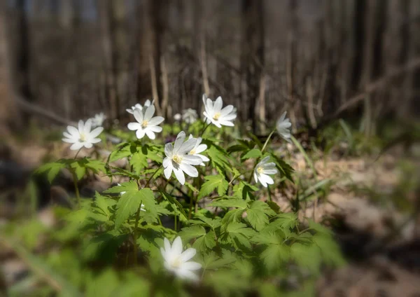 Jarní Květiny Sněhové Vločky Lese Místo Pro Vložení — Stock fotografie