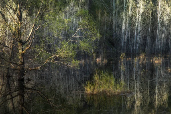 High water in spring. Flooded trees and bushes in the water. Reflection.