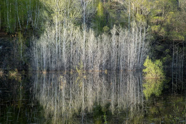 Ψηλό Νερό Την Άνοιξη Πλημμυρισμένα Δέντρα Και Θάμνοι Στο Νερό — Φωτογραφία Αρχείου