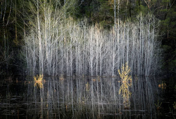 High water in spring. Flooded trees and bushes in the water. Reflection.