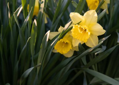 Çiçek açan nergisler ön planda odaklanmış ve koyu arkaplanda bulanıklaşmış