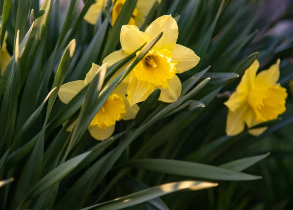 Jonquilles Florales Évidence Premier Plan Floues Fond Sombre — Photo