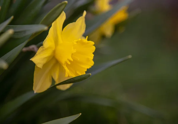 Des Jonquilles Fleuries Premier Plan Floues Sur Fond Sombre Espace — Photo